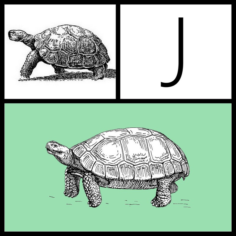 Tortoise_1